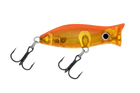 Koi