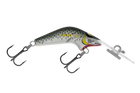 Mullet