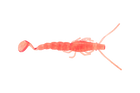 Jelly Prawn