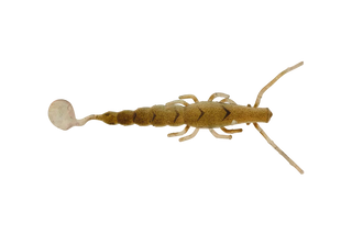 Raw Prawn