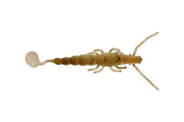 Raw Prawn