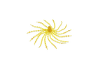 Amber Oil