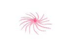 Pink Fluoro