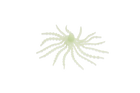 Glow