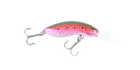 Rainbow Trout
