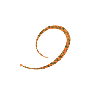 #5 Gold Flash Orange