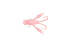 Jelly Prawn